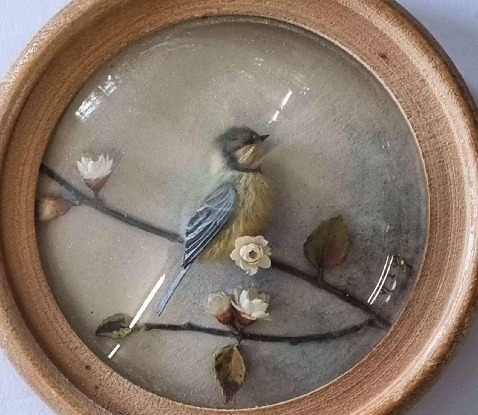 Great Tit (Version 7)